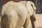 Elephant staying calm, Elephantidae