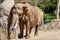 Elephant staying cool at the zoo