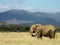 Elephant strolling through Samburu grasslands