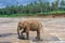 Elephant on submerged rock in river on edge of jungle