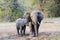 Elephant with suckling calf