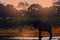 Elephant sunset in the river Khwai, Botswana in Africa