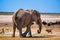 Elephant surrounded by wildlife in Etosha National Park, Namibia