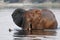 Elephant swimming through river in Southern Africa