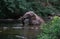 An elephant is swimming in the river at the Thailand Khao Yai national park, Thai elephant washing self body in the canal of wild