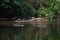 An elephant is swimming in the river at the Thailand Khao Yai national park, Thai elephant washing self body in the canal of wild