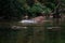 An elephant is swimming in the river at the Thailand Khao Yai national park, Thai elephant washing self body in the canal of wild