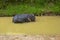 Elephant swimming in Thailand