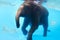 Elephant swims among surgical masks under water.