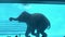 Elephant swims in zoo swimming pool with clear water