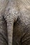 Elephant tail close-up