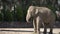 Elephant takes a bath of dust