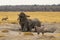 Elephant Taking Bath in a Mud Hole with Oryx