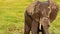 Elephant taking mud bath in Amboseli