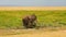 Elephant taking mud bath in Amboseli Park