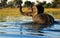 Elephant taking a refreshing bath