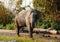 Elephant At Taman Safari