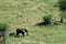 Elephant. Tanzania, Africa