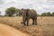 Elephant  at Tarangire national park in Tanzania.