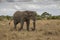 Elephant  at Tarangire national park in Tanzania.