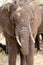 Elephant, Tarangire National Park, Tanzania