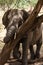 Elephant, Tarangire National Park, Tanzania