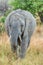 Elephant, Tarangire National Park, Tanzania, Africa