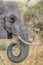 Elephant, Tarangire National Park, Tanzania, Africa