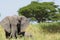 Elephant in Tarangire, Tanzania