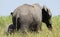 Elephant in Tarangire, Tanzania