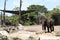 An elephant in Taronga Zoo Australia