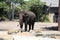 An elephant in Taronga Zoo Australia