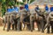 Elephant Thailand ,Elephant ,animal