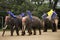 Elephant Theme Show at Samphran Elephant Ground and Crocodile Farm in Nakhon Phatom, Thailand