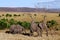 Elephant with three babies