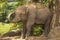 Elephant throwing dust at himself