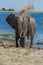 Elephant throwing dust over head beside river