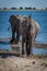 Elephant throwing mud over head beside river