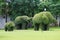 Elephant topiary