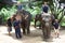 Elephant training and riding