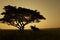 Elephant training in thailand during sunset silhouetted,