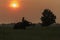 Elephant training in thailand during sunset silhouetted