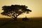 Elephant training in thailand during sunset silhouetted