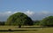 Elephant Tree on a green pasture.