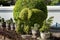 Elephant trees.a small leaf tree can force to any shape, very po