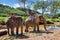 Elephant trek in Khao Sok National Park in Thailand