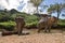 Elephant trek in Khao Sok National Park in Thailand