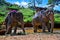 Elephant trek in Khao Sok National Park in Thailand