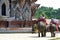 Elephant trekking in Thailand