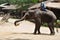 Elephant trekking in thailand